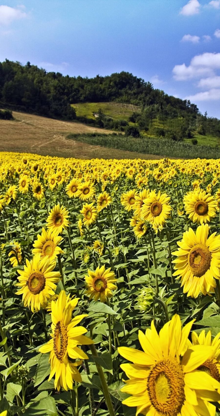 A beautiful sunflower field surrounded by trees and hills under the sunlight and a blue sky